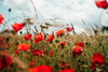 Remembrance-YCW-blog_article_image.png