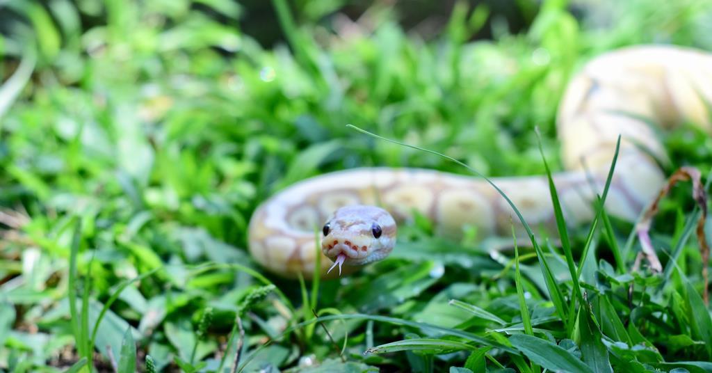 Why did God put the snake in the garden? | Issues | NexGen