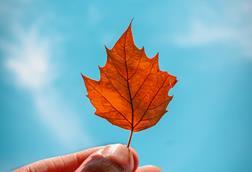 Autumn Faith (1)