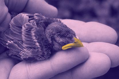 safe-chick-1