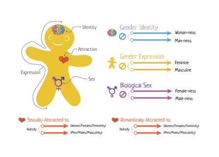 Genderbread
