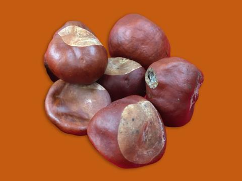 All_Inc_Conkers