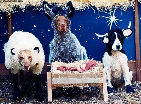 Farm-nativity_galleryfull.jpg