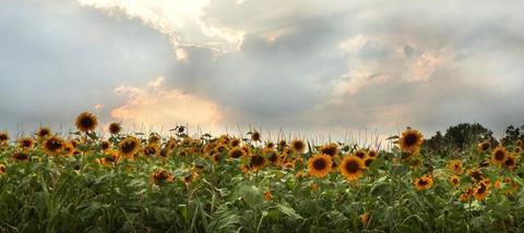 sunflower-field_article_image.jpg