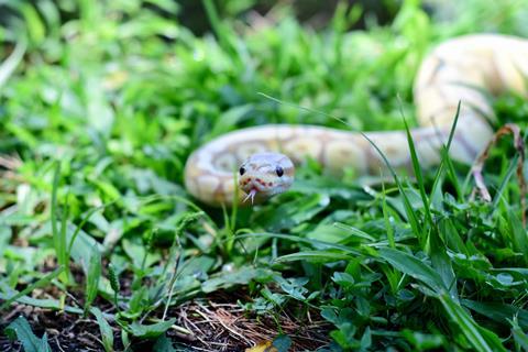 Why did God put the snake in the garden? | Issues | NexGen